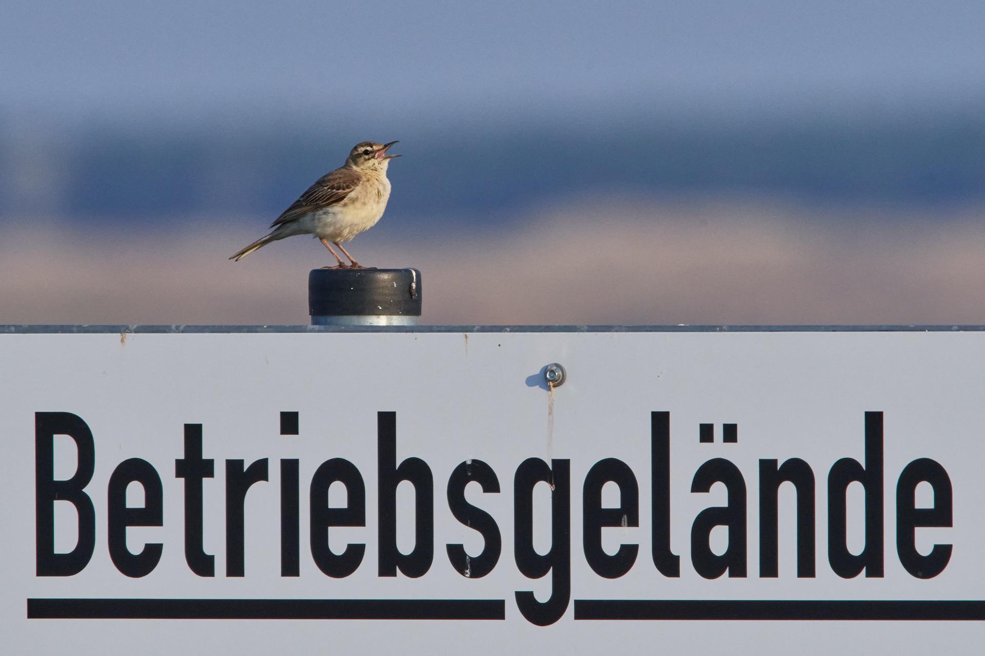 Vogel sitzt auf Betriebsgeländeschild | Parkbank